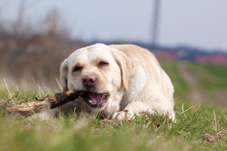 Labrador portrait の写真素材