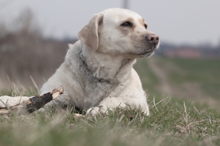 Labrador portrait の写真素材