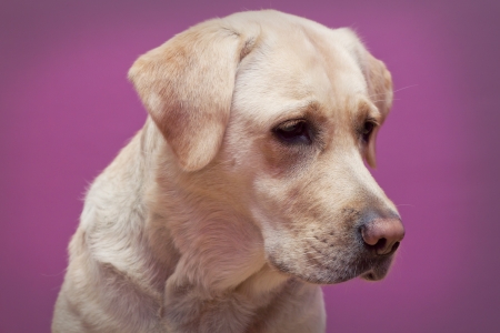 Labrador portrait の写真素材