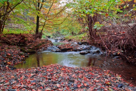 Autumn stream in the forest in sunny day の写真素材