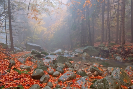 Autumn stream in the forest in misty day の写真素材