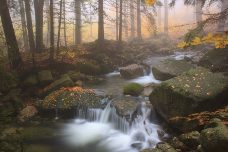 Autumn stream in the forest in misty day の写真素材