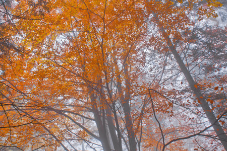 Autumn forest scene 
