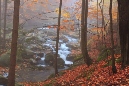Autumn stream in the forest in misty day の写真素材