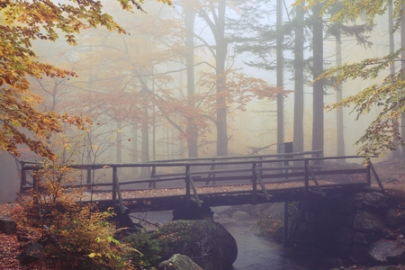 Autumn stream in the forest in misty day の写真素材