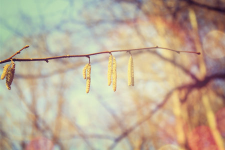 Early spring in the forest 