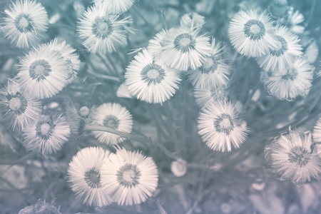 Flowering Meadow の写真素材
