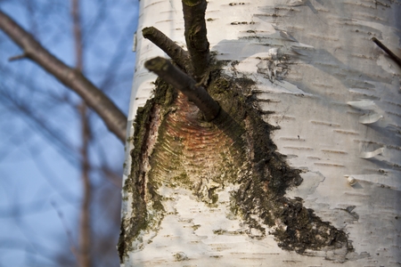 Birch tree の写真素材