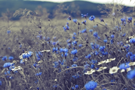 Flowering Meadow の写真素材