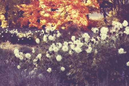 vintage autumn gardenの写真素材