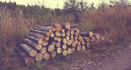 Landscape in Polsih montains Suche - Dryの写真素材