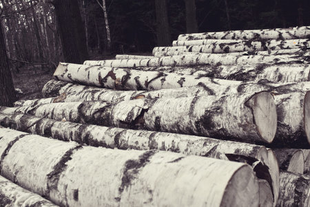 Pile of wood logs