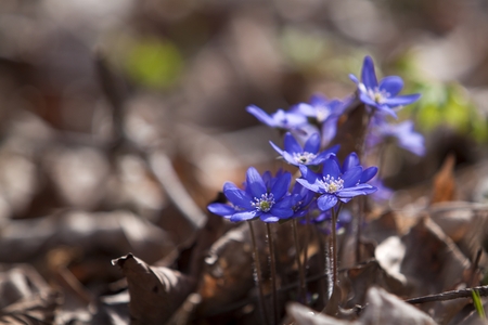 Beautiful blue springtime liverworts (hepatica nobilis) photographed in spring polish forestの写真素材