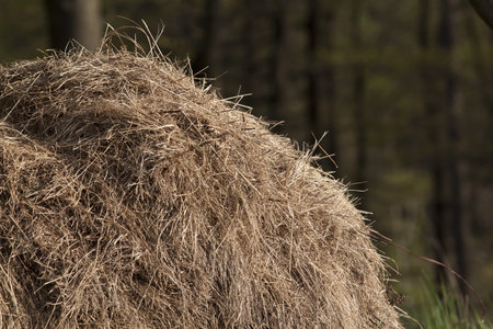 Hay stack