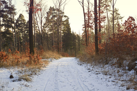 Vintage photo of the winter forestの写真素材