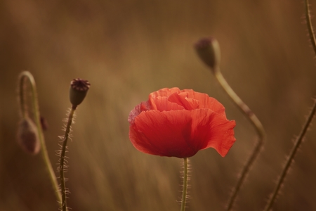 Field of poppiesの写真素材