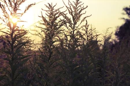 Flowering meadowの写真素材