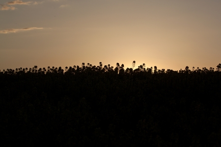 sunset and silhouetteの写真素材