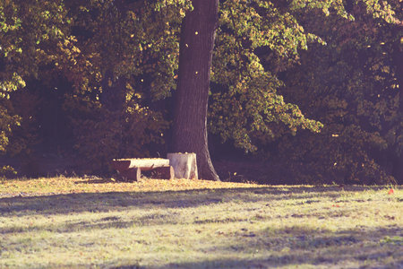 Bench in autumn park