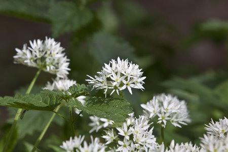 Allium ursinum