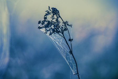 Web of a spider against sunrise in the field covered fogsの写真素材