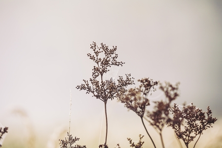 Web of a spider against sunrise in the field covered fogsの写真素材