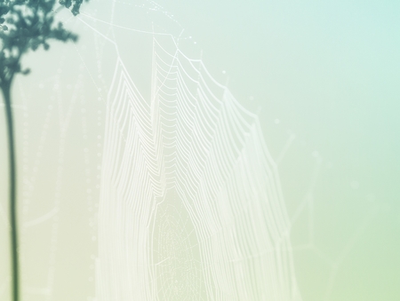 Web of a spider against sunrise in the field covered fogsの写真素材