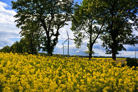 Wind turbines and yellow colza rape fieldの写真素材