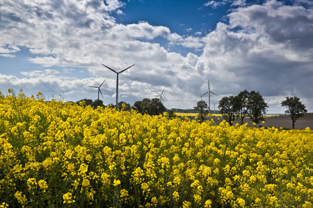 Wind turbines and yellow colza rape field