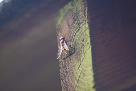 Wild bee