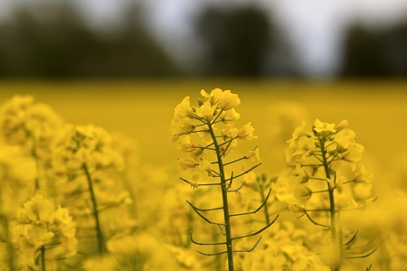 Yellow colza fieldの写真素材