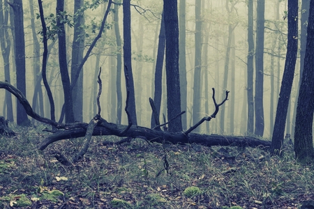misty forest at duskの写真素材