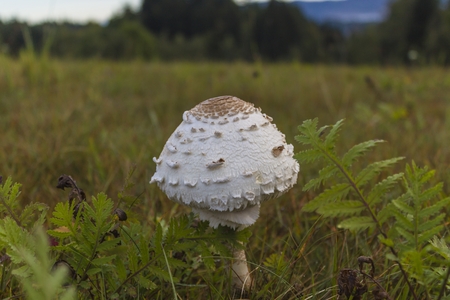 The parasol mushroom (Macrolepiota procera) - edible mushroom. の写真素材