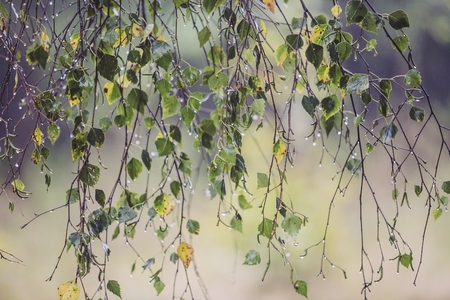 Branch of birch with raindrops の写真素材