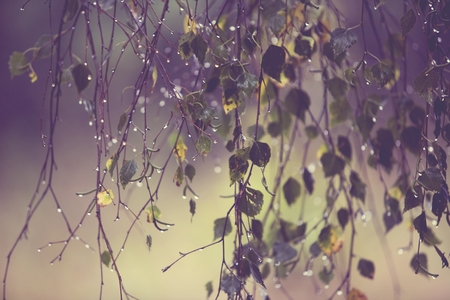 Branch of birch with raindrops の写真素材