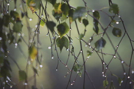 Branch of birch with raindrops 