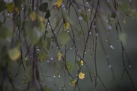 Branch of birch with raindrops の写真素材