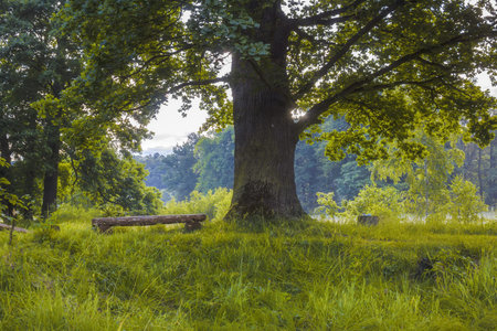 Bench under the treeの写真素材