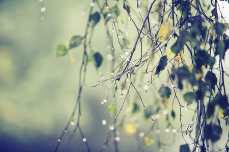 Branch of birch with raindropsの写真素材