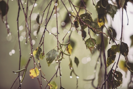 Branch of birch with raindrops の写真素材