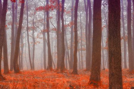 Foggy forest in autumnの写真素材
