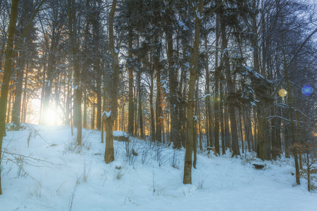 Winter wonderlandの写真素材