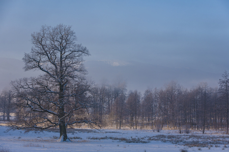 Winter Wonderland in the morningの写真素材