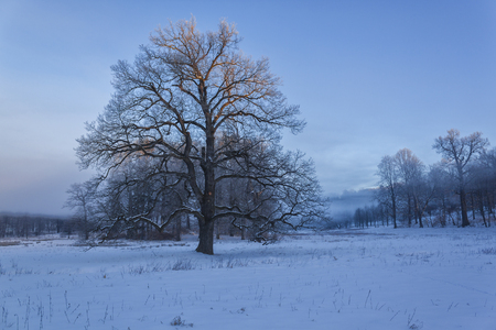 Winter wonderlandの写真素材