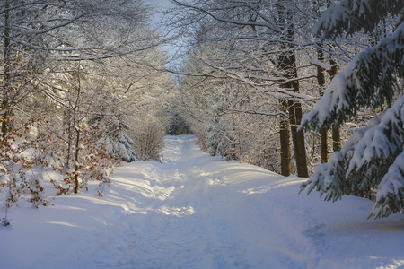 Winter Wonderland の写真素材