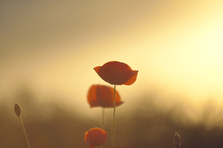 Poppies at sunsetの写真素材