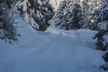Winter wonderlandの写真素材