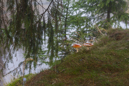 Non-edible mushroomsの写真素材
