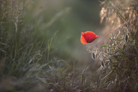 Poppies at sunsetの写真素材