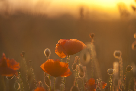 Poppies at sunsetの写真素材